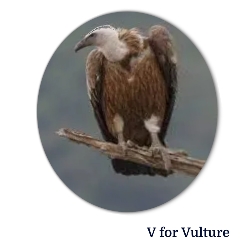 A for Apple से Z for Zebra तक – बच्चों के लिए A to Z Alphabets Chart with Pictures 27 V for vulture